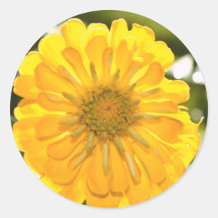 Sticker Rond Fleur jaune fleurie jaune marguerite jaune