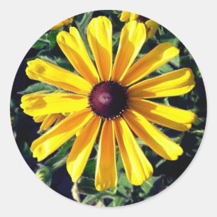 Sticker Rond Fleur Jaune Suzanne aux yeux noirs