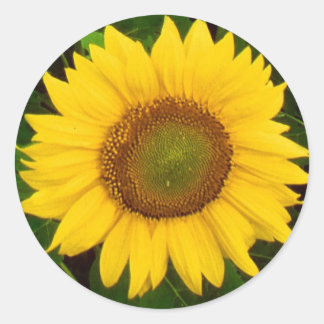 Sticker Rond Fleur jaune tournesol simple Feuille vert