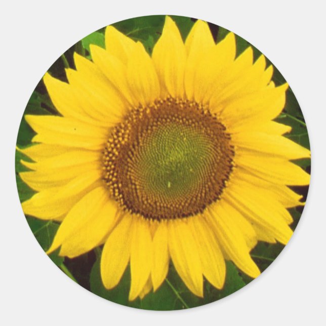 Sticker Rond Fleur jaune tournesol simple Feuille vert (Devant)