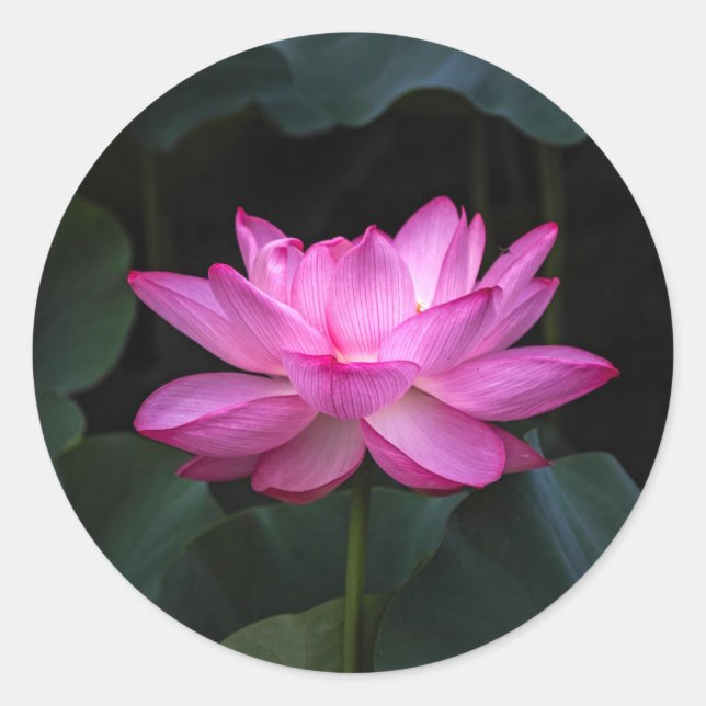 Sticker Rond Fleur Lotus (Devant)