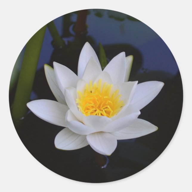 Sticker Rond Fleur Lotus blanche (Devant)