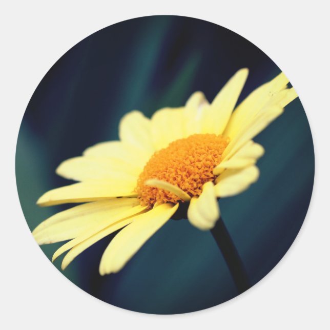 Sticker Rond Fleur marguerite glorieuse (Devant)