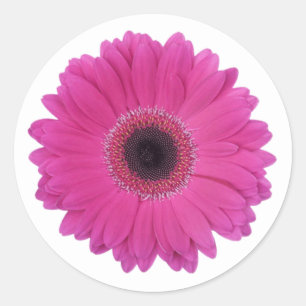 Sticker Rond Fleur marguerite rose magenta chaud