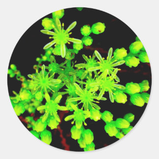 Sticker Rond Fleur néon