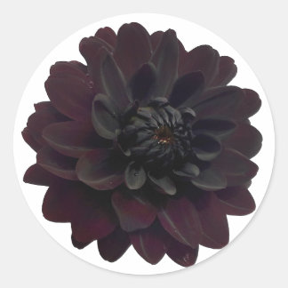 Sticker Rond Fleur noire florale moderne de dahlia