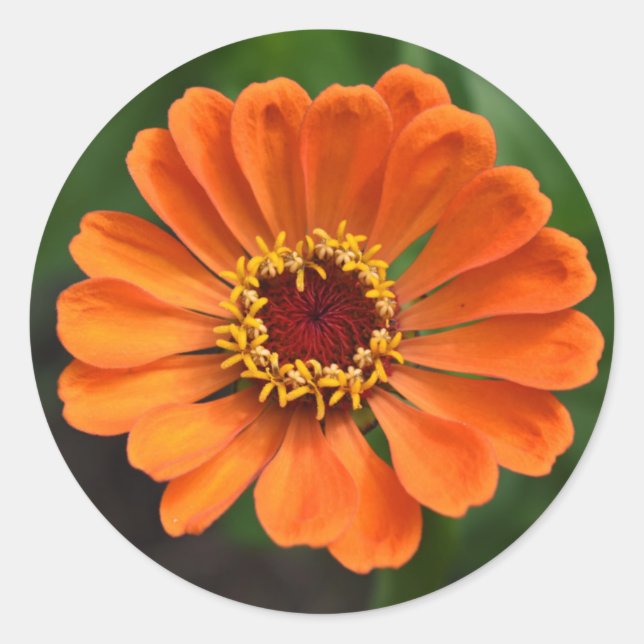 Sticker Rond Fleur orange unique (Devant)