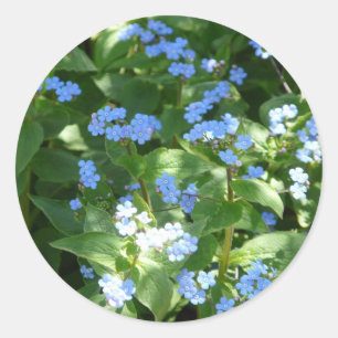 Sticker Rond fleur, oublie-moi-ne-pas