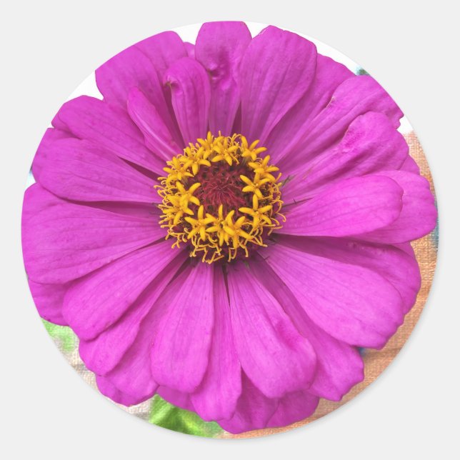 Sticker Rond Fleur pourpre Zinnia en fleur (Devant)
