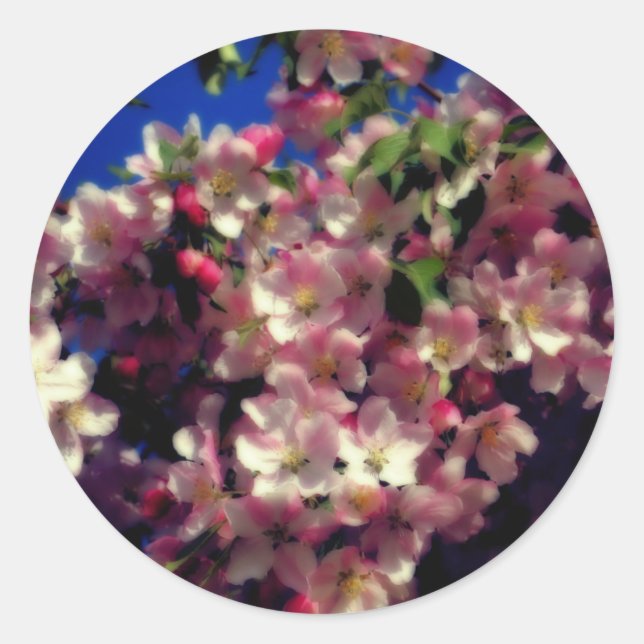 Sticker Rond Fleur rose de printemps (Devant)
