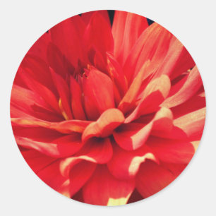 Sticker Rond Fleur Rouge Dahlia
