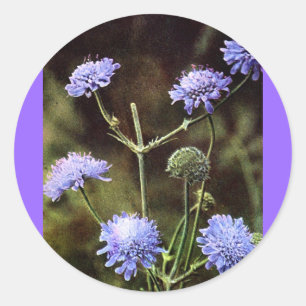 Sticker Rond Fleur sauvage : Champ Scabious