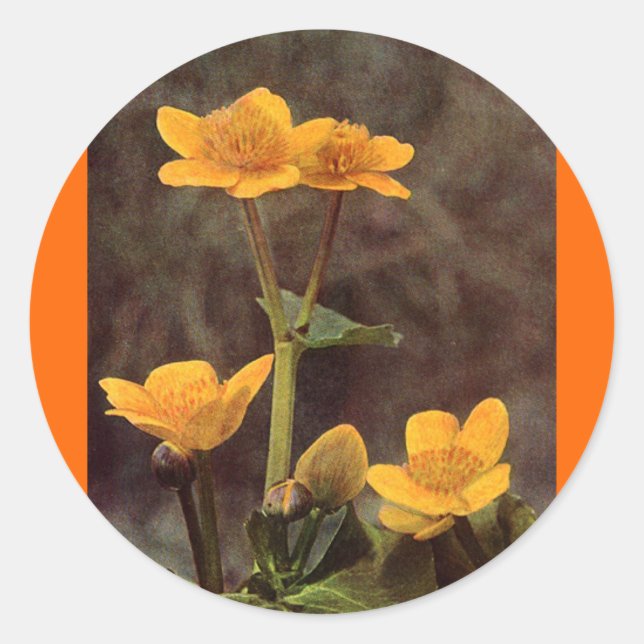 Sticker Rond Fleur sauvage : Marsh Marigold (Devant)