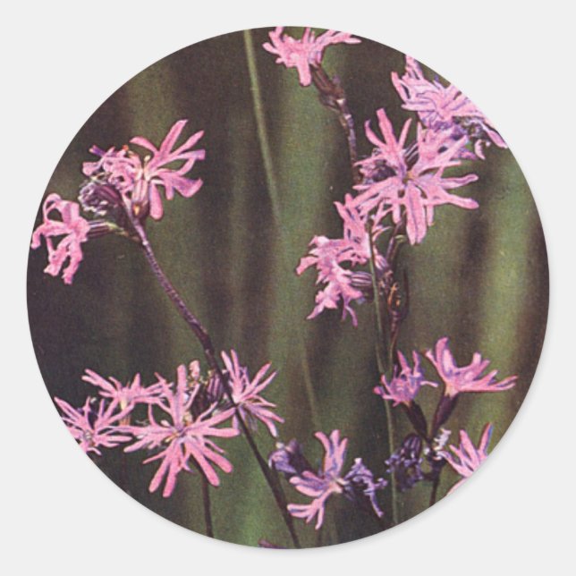 Sticker Rond Fleur sauvage : Robin dallé (Devant)
