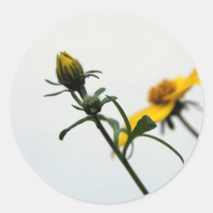 Sticker Rond Fleur simple Jaune moderne Stcker