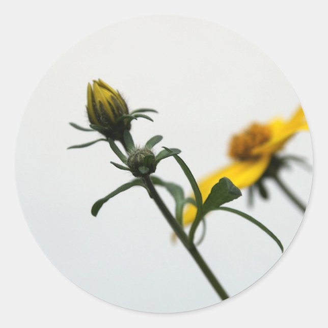 Sticker Rond Fleur simple Jaune moderne Stcker (Devant)