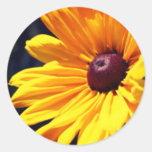 Sticker Rond Fleur Susan aux yeux noirs