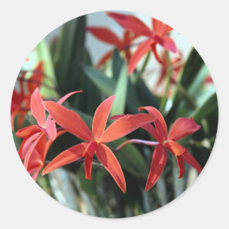 Sticker Rond Fleurs 99