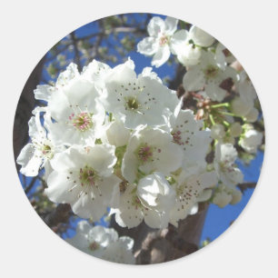 Sticker Rond Fleurs blanches I Poirier ornemental