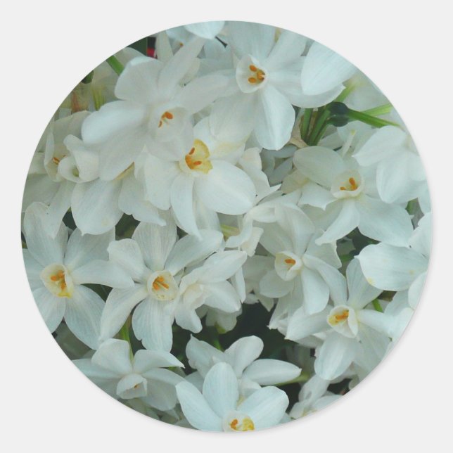 Sticker Rond Fleurs blanches sensibles de narcisse de (Devant)