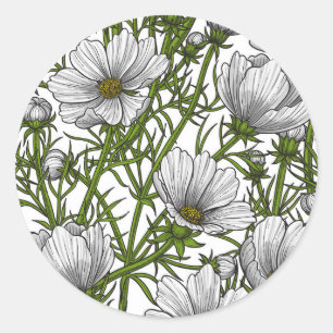 Sticker Rond Fleurs cosmos blanches