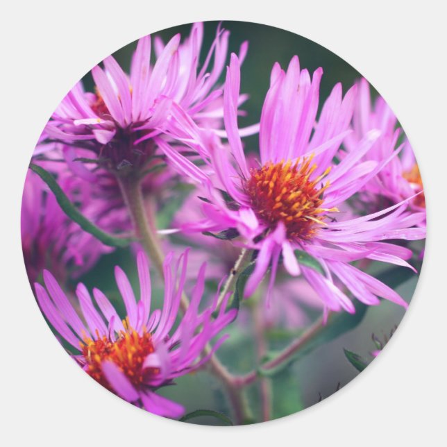 Sticker Rond Fleurs d'aster rose (Devant)