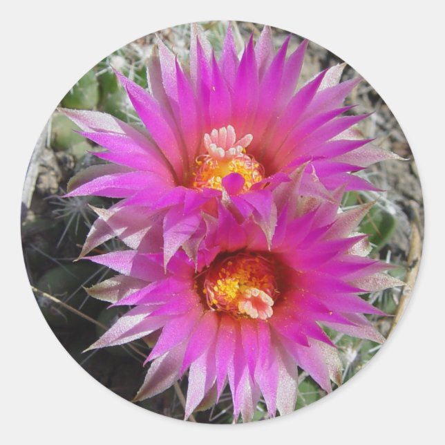 Sticker Rond Fleurs de boule F5 "Escobaria vivipara" (Devant)
