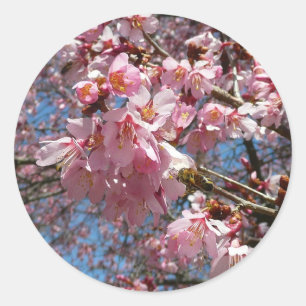 Sticker Rond Fleurs de cerisier et fleurs de printemps roses d'