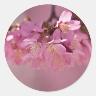 Sticker Rond Fleurs de cerisier Source thermale  Vêtements & Ca