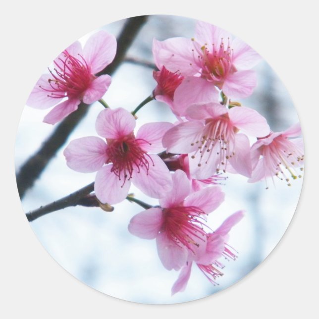 Sticker Rond Fleurs de cerisiers - A (Devant)