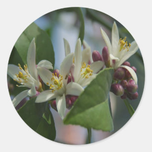 Sticker Rond Fleurs de citron
