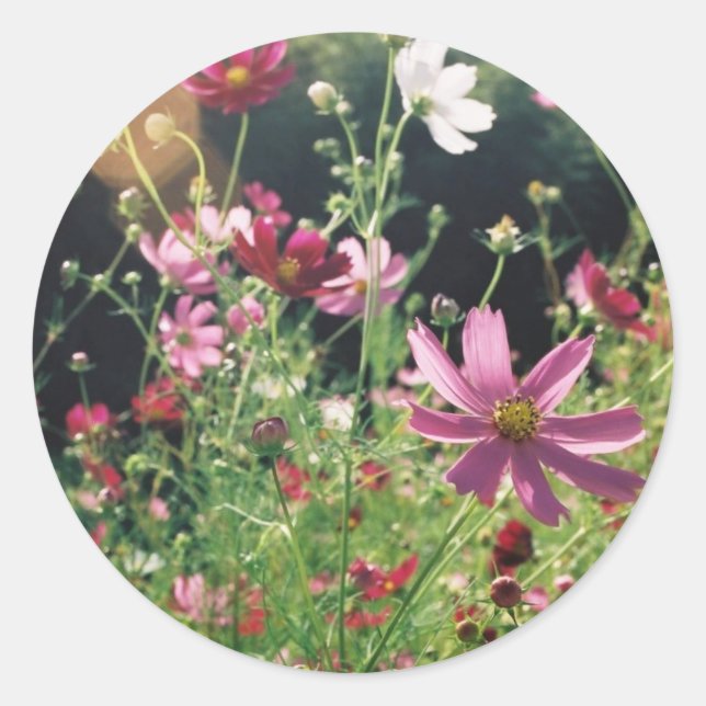 Sticker Rond Fleurs de Cosmos : Japon (Devant)