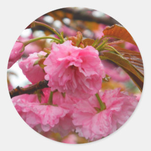 Sticker Rond Fleurs de fleurs de cerisier rose chaud