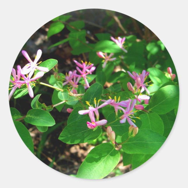 Sticker Rond Fleurs de Jardin de chou rose (Devant)