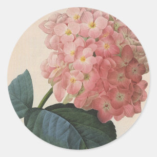 Sticker Rond Fleurs de jardin vintage, Hortensia Hydrangea rose