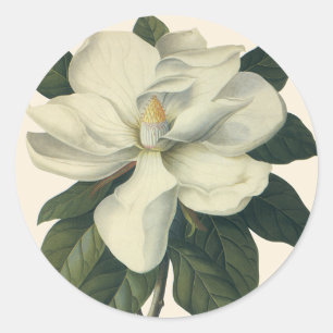 Sticker Rond Fleurs de magnolia blanc fleuri vintage