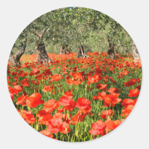 Sticker Rond Fleurs de pavot rouge sous les vieux oliviers