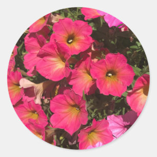 Sticker Rond Fleurs de pétunia roses printemps