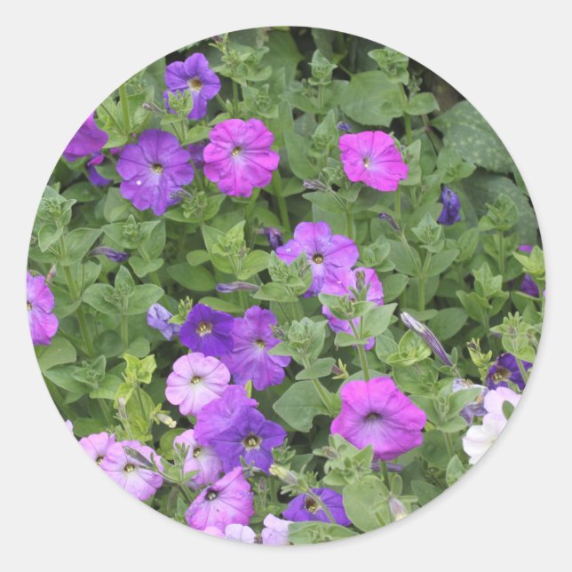 Sticker Rond Fleurs de pétunia violettes florales de printemps  (Devant)