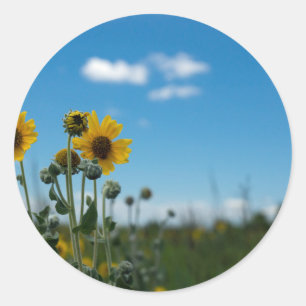 Sticker Rond Fleurs de soleil sur le ciel bleu