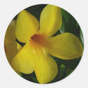Sticker Rond Fleurs de trompette d'or II Tropical