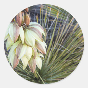 Sticker Rond Fleurs de Yucca elata dans le Haut Missouri
