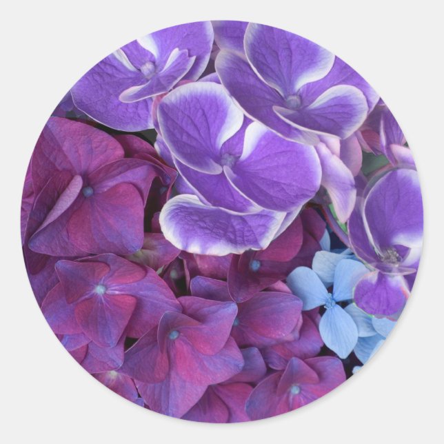 Sticker Rond Fleurs d'Hydrangée (Devant)