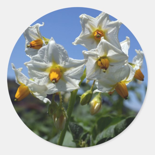 Sticker Rond Fleurs étoilées Solanum tuberosum (Devant)