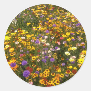 Sticker Rond Fleurs Fleurs sauvages jaunes