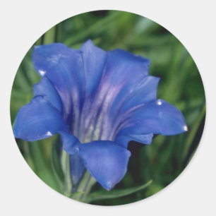 Sticker Rond Fleurs gentiennes bleues