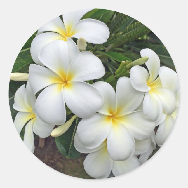 Sticker Rond Fleurs Hawaii Plumeria (Devant)