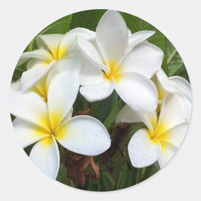 Sticker Rond Fleurs Hawaii Plumeria (Devant)