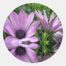 fleurs marguerites violettes