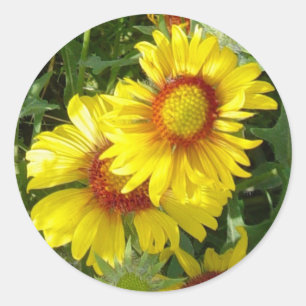 Sticker Rond Fleurs sauvages jaunes Gaillardia F6